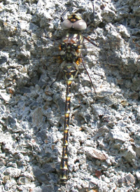 Harlequin Darner